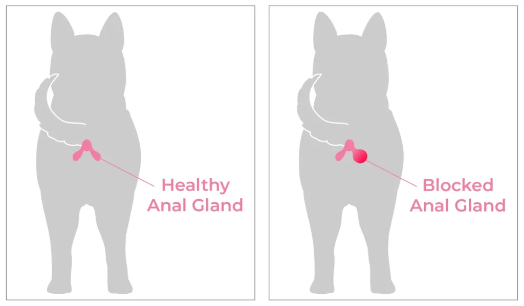 healthy vs blocked anal gland in dogs
