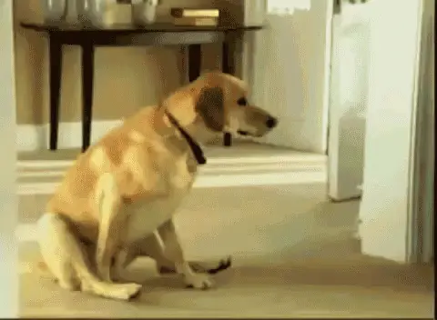 Labrador dragging its bum on carpet